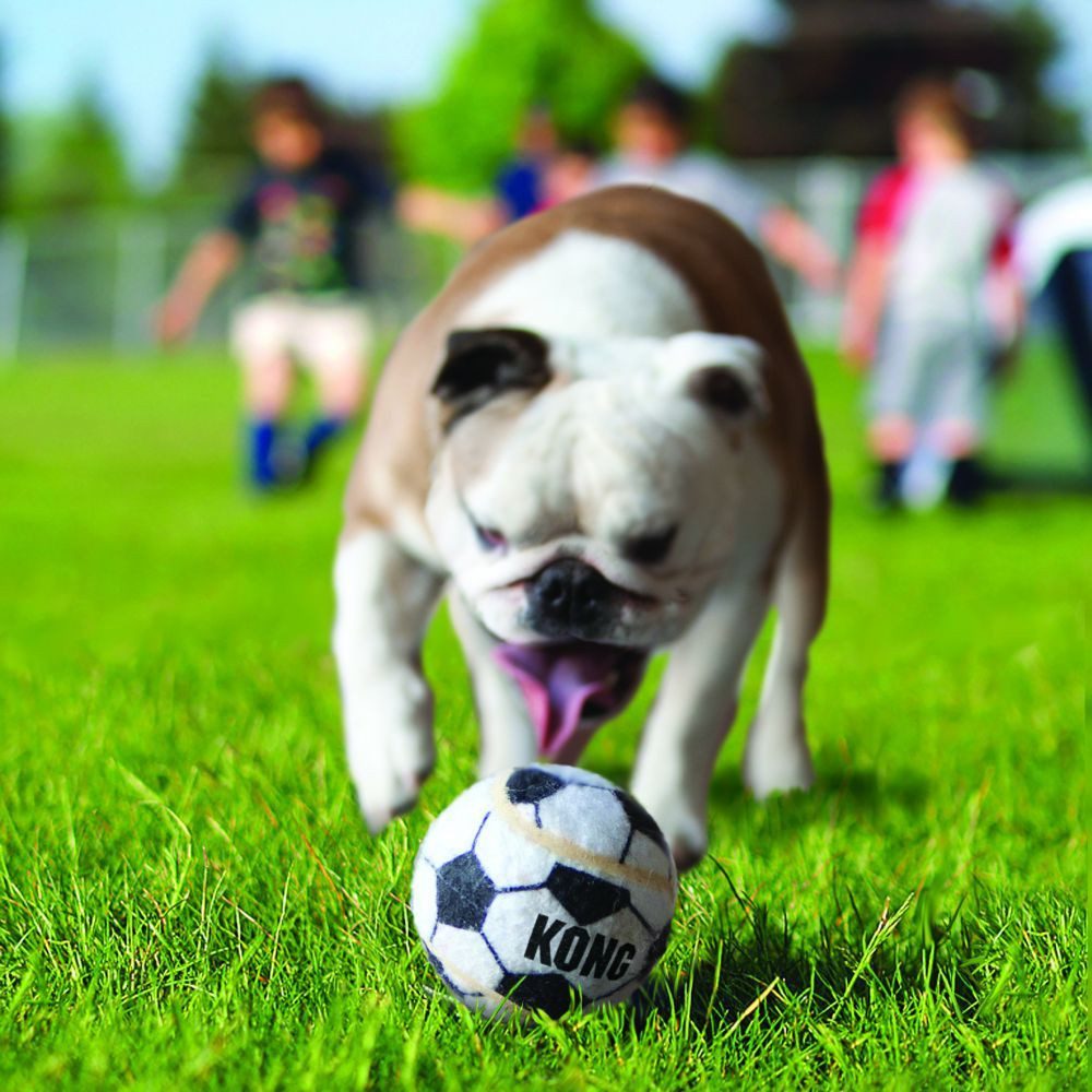 KONG Outdoor-Spielzeug KONG Sportbälle M, (3-tlg) günstig online kaufen
