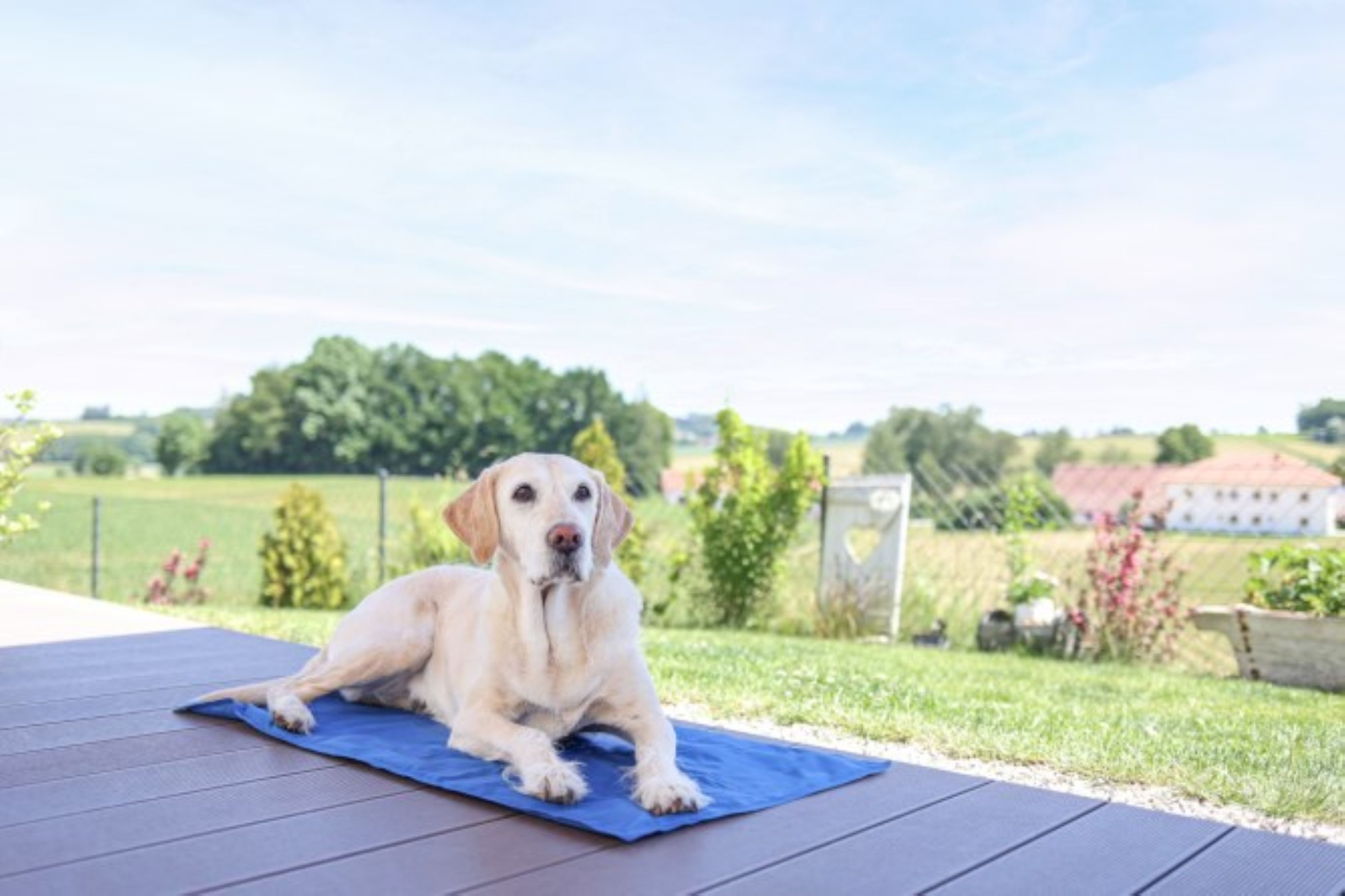 Kerbl Tierbett Kerbl Kühlmatte für Hunde, 50x90 cm, blau, 80842