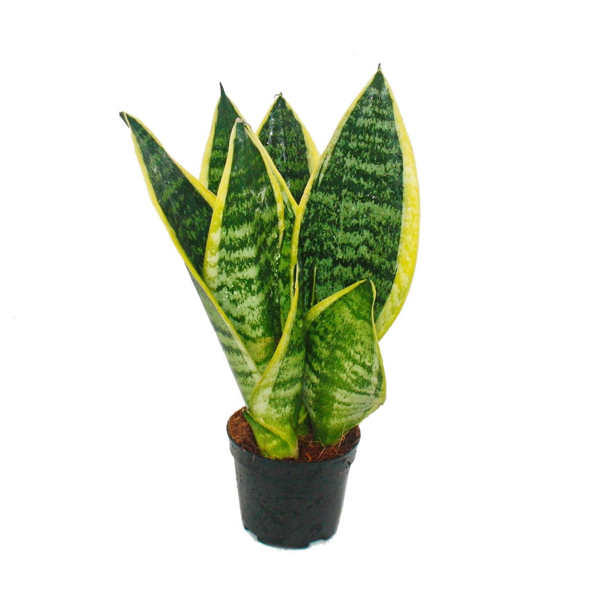 Exotenherz Zimmerpflanze 3er Set Sanseveria laurentii trafasciata grüngelbe günstig online kaufen