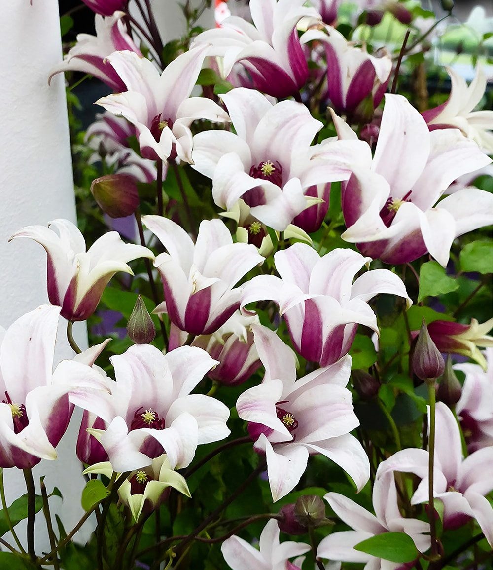 BALDUR Garten Zierstrauch Tulpen-Clematis 'Princess Kate®', im 2-Liter Topf, 1 St., Blühfreude,winterhart, mehrjährig, pflegeleicht