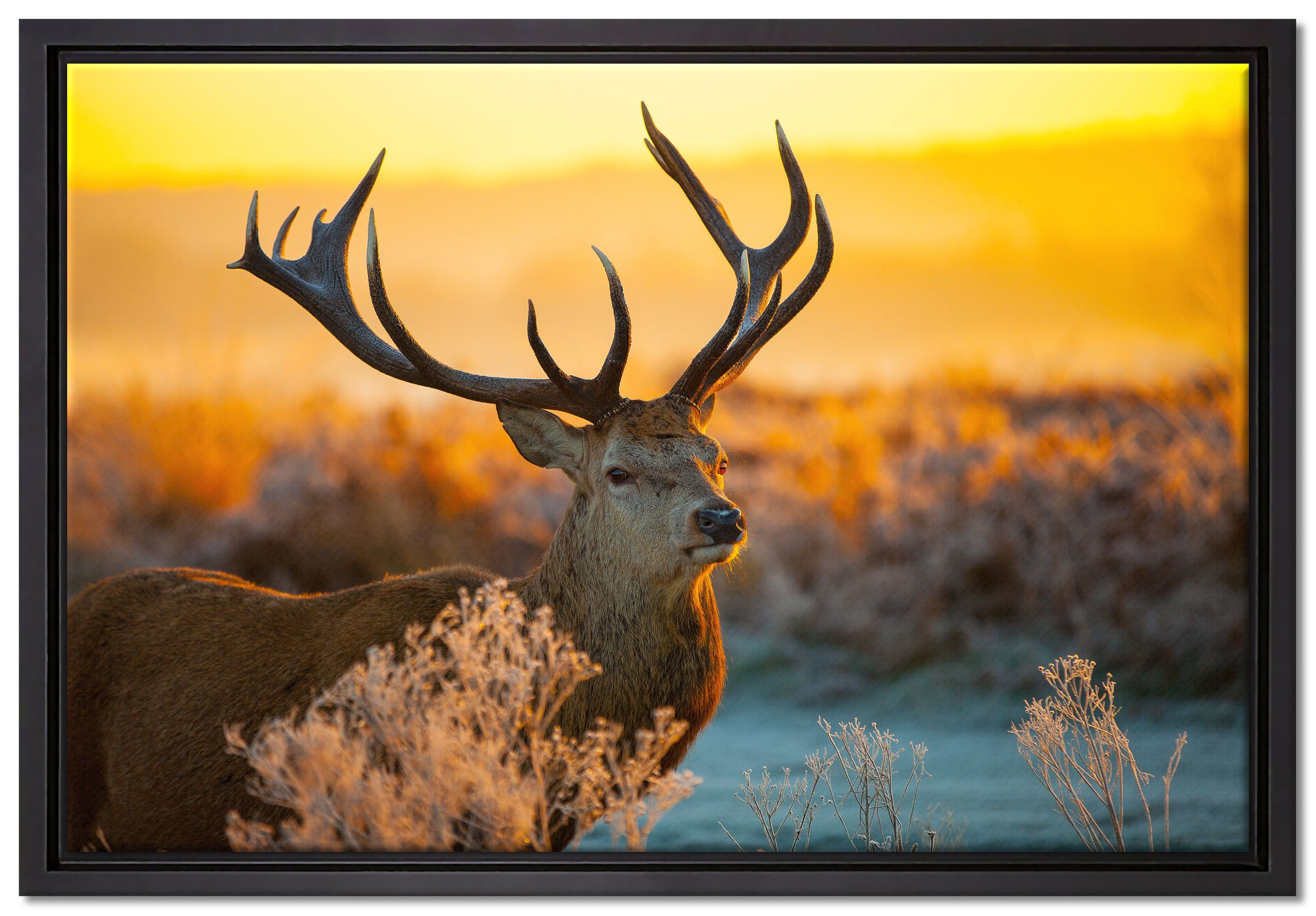 Pixxprint Leinwandbild Stolzer Hirsch auf Wiese, Wanddekoration (1 St), Leinwandbild fertig bespannt, in einem Schattenfugen-Bilderrahmen gefasst, inkl. Zackenaufhänger