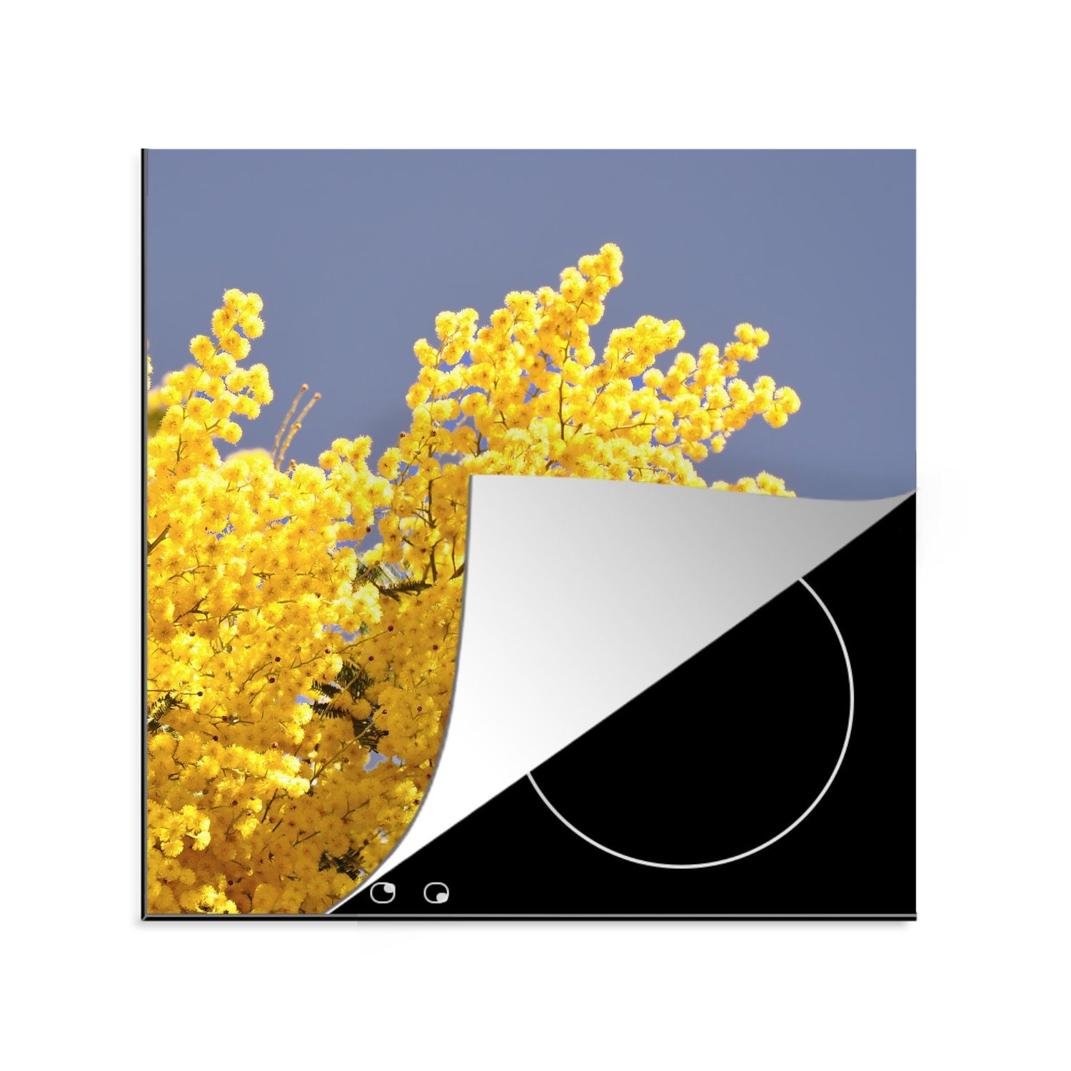 MuchoWow Herdblende-/Abdeckplatte Leuchtend gelbe Mimosenblüten mit blauem Himmel, Vinyl, (1 tlg), 78x78 cm, Ceranfeldabdeckung, Arbeitsplatte für küche
