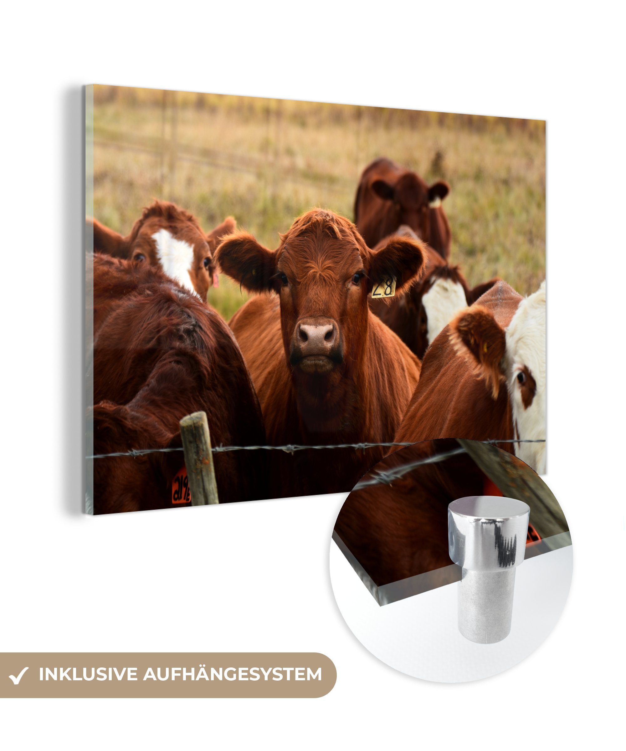 MuchoWow Acrylglasbild Kuh - Tiere - Zaun - Braun, (1 St), Acrylglasbilder Wohnzimmer & Schlafzimmer