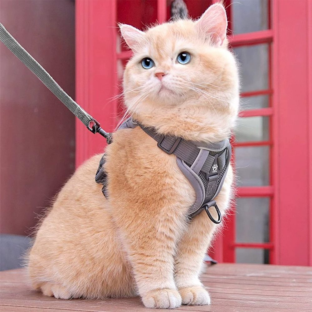 Ledander Katzen-Geschirr Verstellbares Katzengeschirr mit Leine, reflektierend und atmungsaktiv, Brustgeschirr für Katzen, Kätzchen, kleine Hunde und Welpen