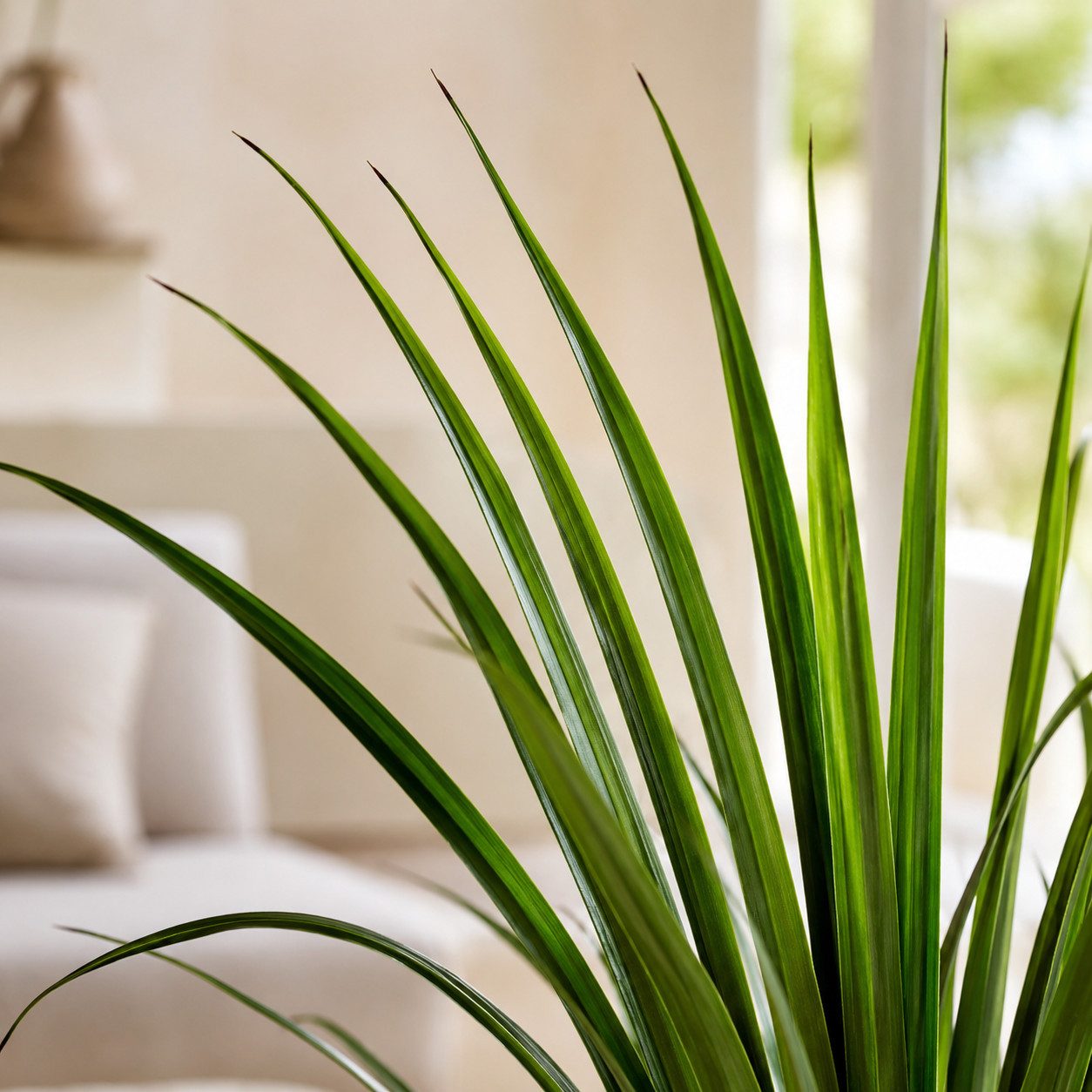 Kunstpflanze Künstliche Pflanzen, Große Kunstpflanzen im Topf Olive, Monstera, Yucca, Agave, Palmfarn, Geigenfeige, PASCH, wie echt – Bild 4 von 5