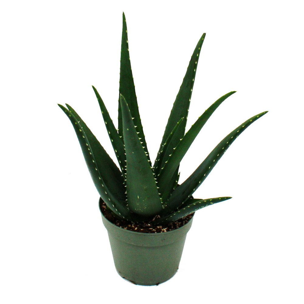 Exotenherz Sukkulente Aloe MEDIVERA - Neue Aloe vera Züchtung - 14cm Topf - günstig online kaufen