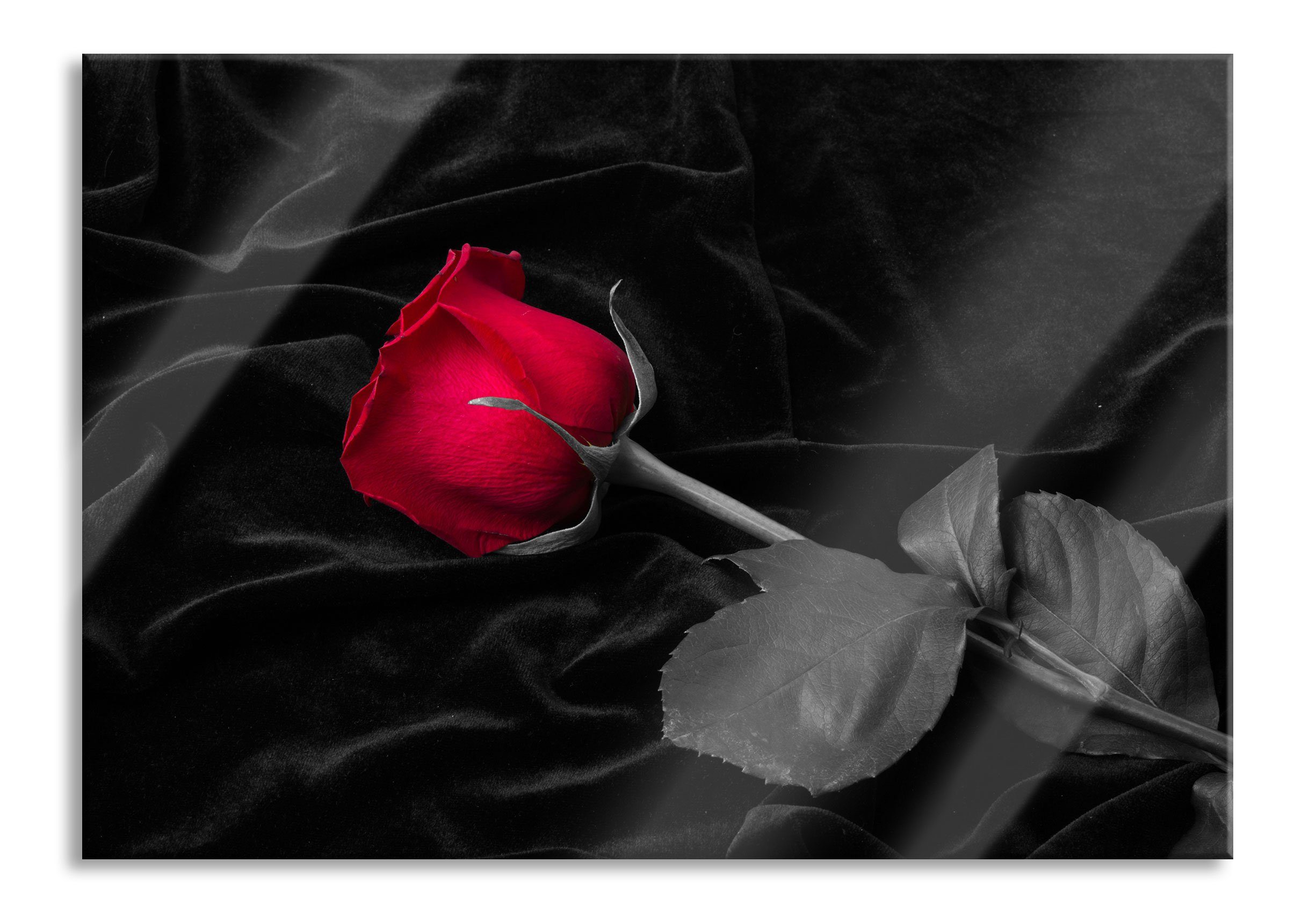Glasbild Rose gebettet auf Samt