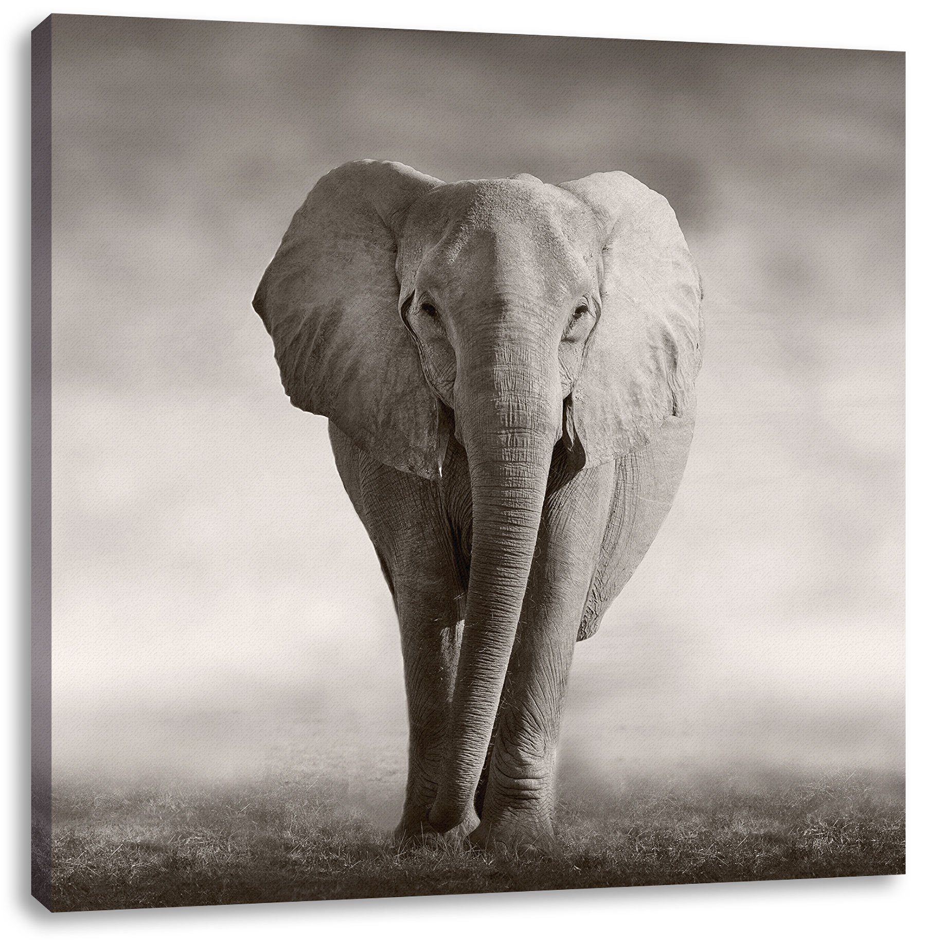 Pixxprint Leinwandbild Einsamer Elefant, Einsamer Elefant bespannt, Zackenaufhänger Leinwandbild inkl. fertig (1 St)