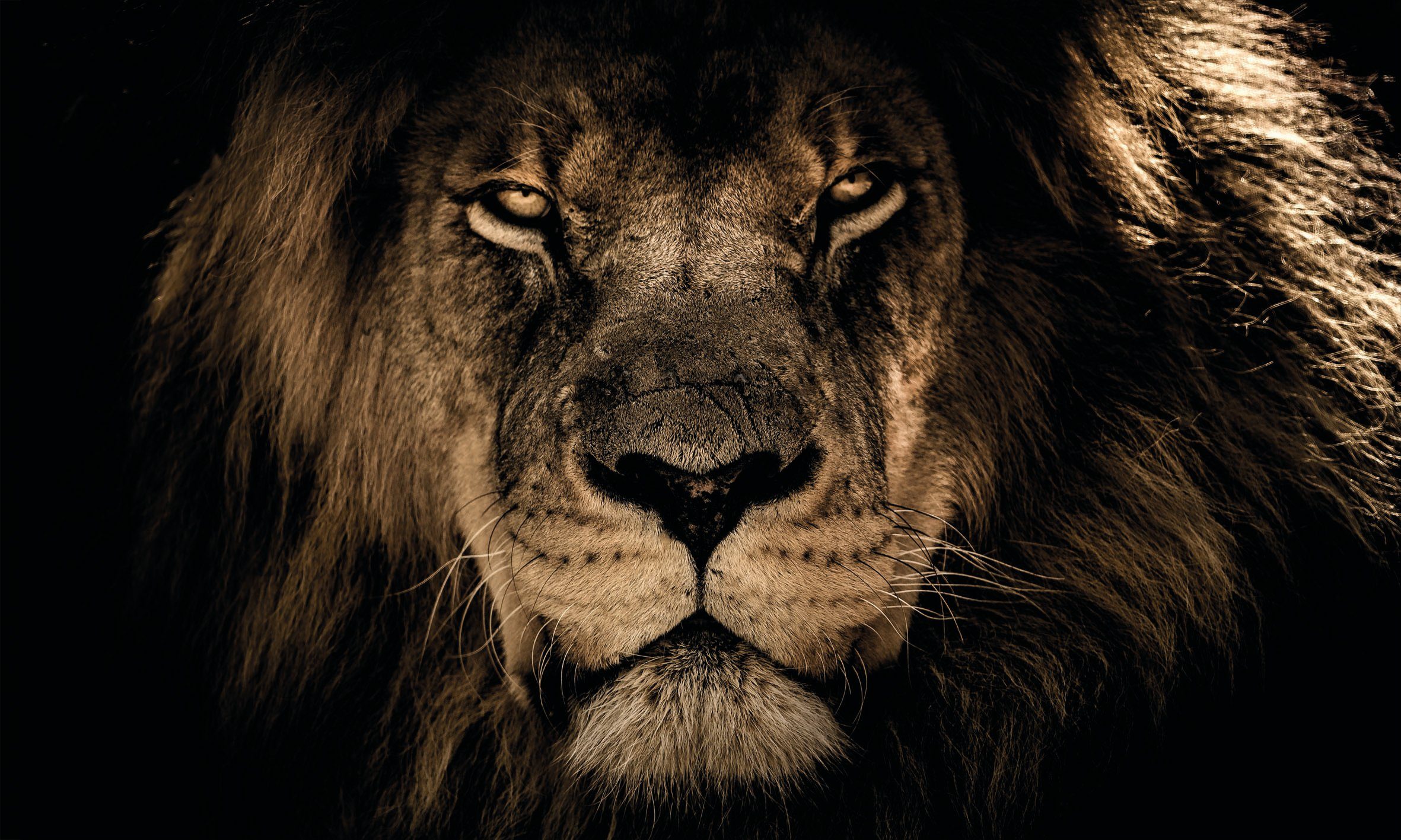 Bönninghoff Leinwandbild Löwe, (1 St) günstig online kaufen