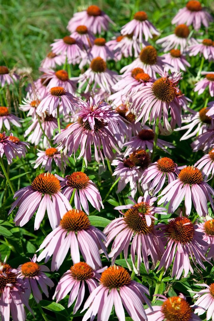 Pflanzen für Dich Staude Echinacea purpurea 'Doppeldecker', 1 St., Roter Sonnenhut – Bild 3 von 4