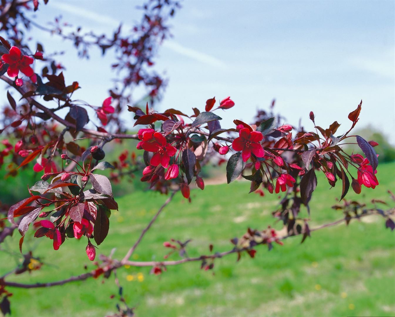 Pflanzen für Dich Gehölze Malus 'Royalty', 1 St., Zierapfel, Royalty-Apfelbaum