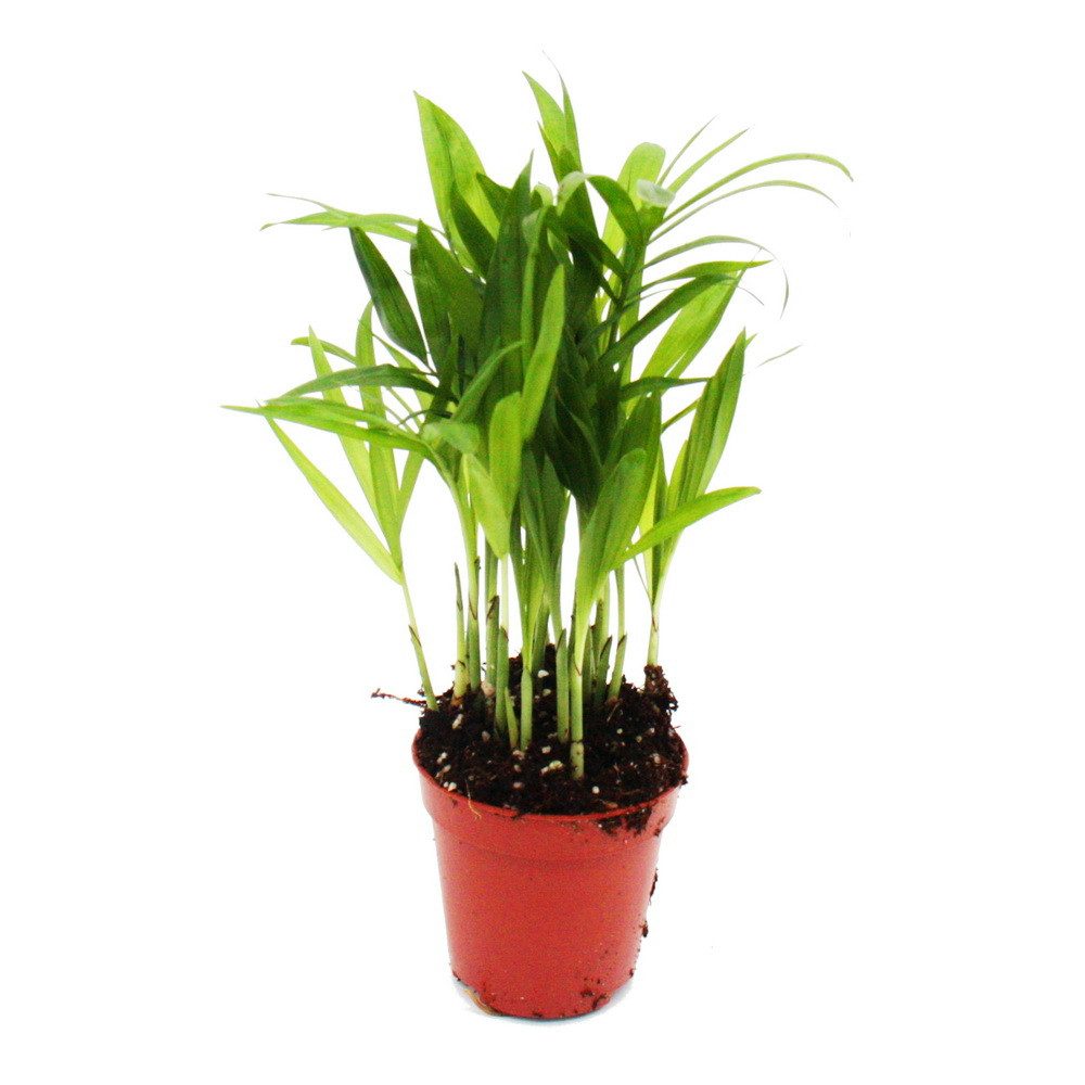 mühlenbeckia zimmerpflanze pflege Muehlenbeckia 'Maori' main image 1