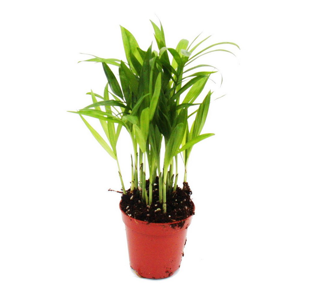 Exotenherz Zimmerpflanze Mini-Pflanze Chamaedorea elegans Bergpalme im 5,5cm Topf