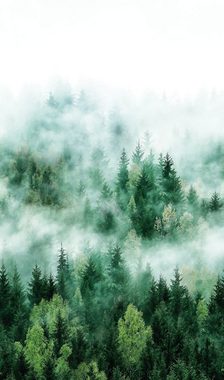 Newroom Vliestapete, [ 2,7 x 1,59m ] großzügiges Motiv - kein wiederkehrendes Muster - nahtlos große Flächen möglich - Fototapete Wandbild Wald Baum Nebel Made in Germany