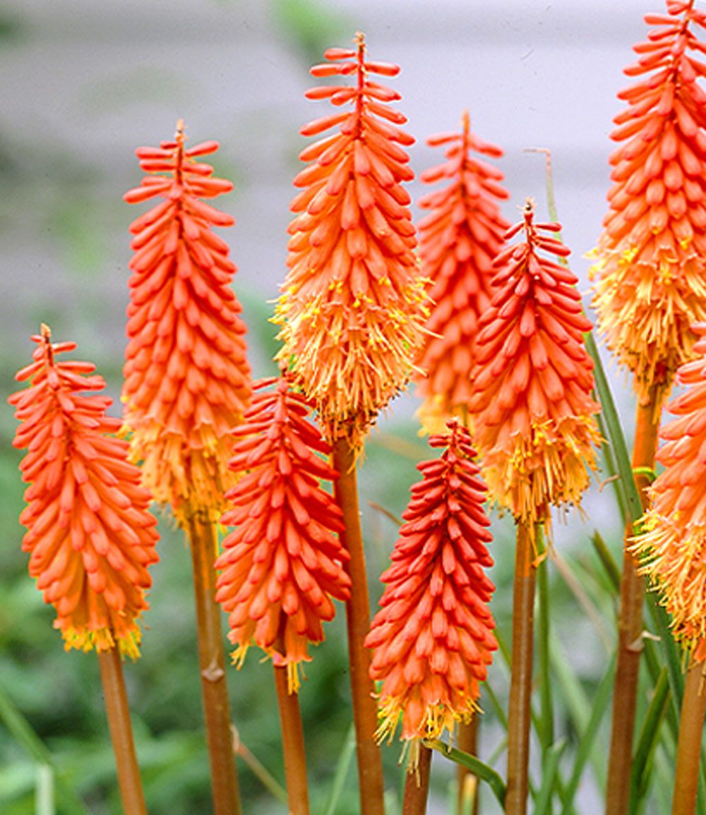 BALDUR Garten Staude Kniphofia 'Alcazar', 1 St., Fackellilie, immergrün, winterhart, mehrjährig, dauerblüher