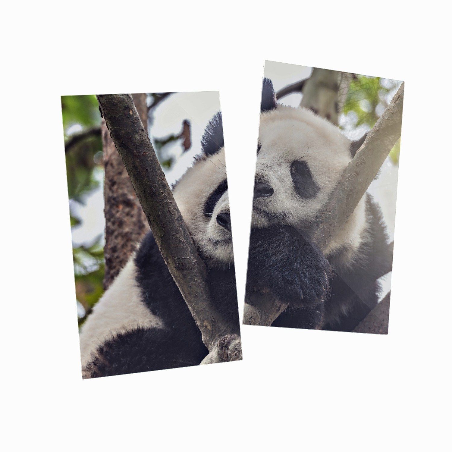 5mm Baum, Panda tlg., Größen (Glasplatte, Schlafender einem inkl. Wallario 2 Noppen), in Herd-Abdeckplatte ESG-Sicherheitsglas, verschiedene