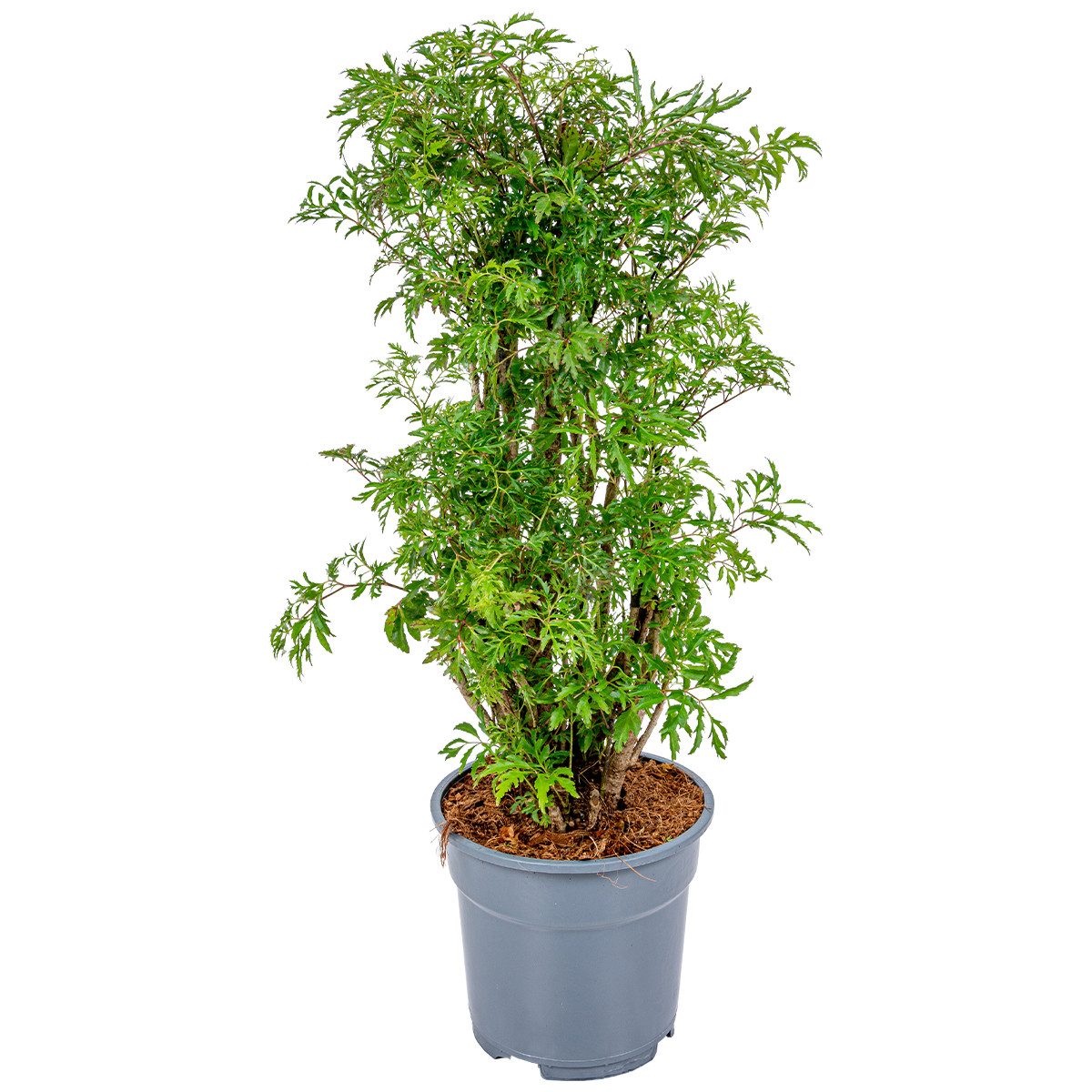 Bloomique Zimmerpflanze Bloomique - Polyscias Fruticosa - Aralie - Zimmerpflanzen - Luftreinig, 1 St.