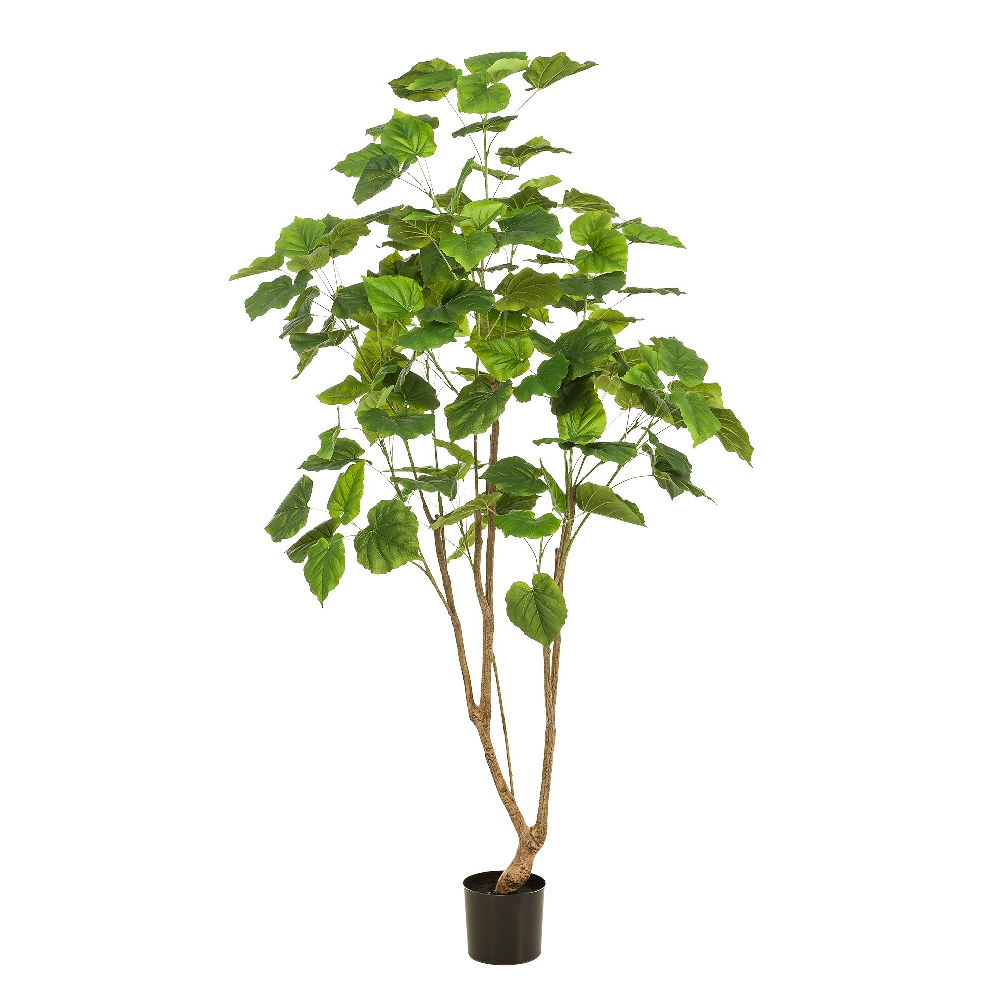 Kunstpflanze Kunstpflanze – Ficus Umbellata – Afrikanische Feige – 180 cm Kunstpflanze, Florora, Höhe 180 cm, Täuschend echt, Groß, Mit Einsatztopf