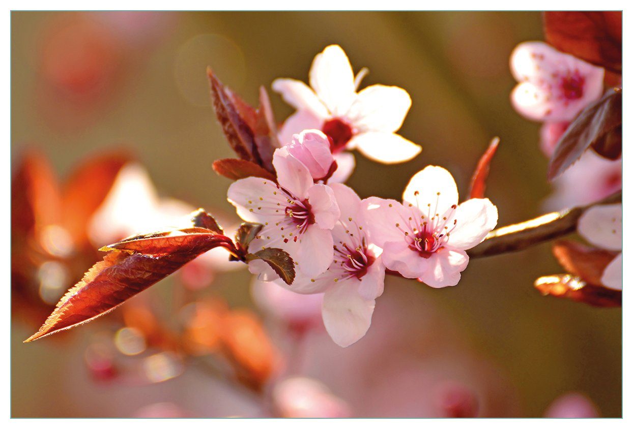 Wallario Küchenrückwand Frühlingsgefühle Kirschblüten - Nahaufnahme, (1-tlg) II in