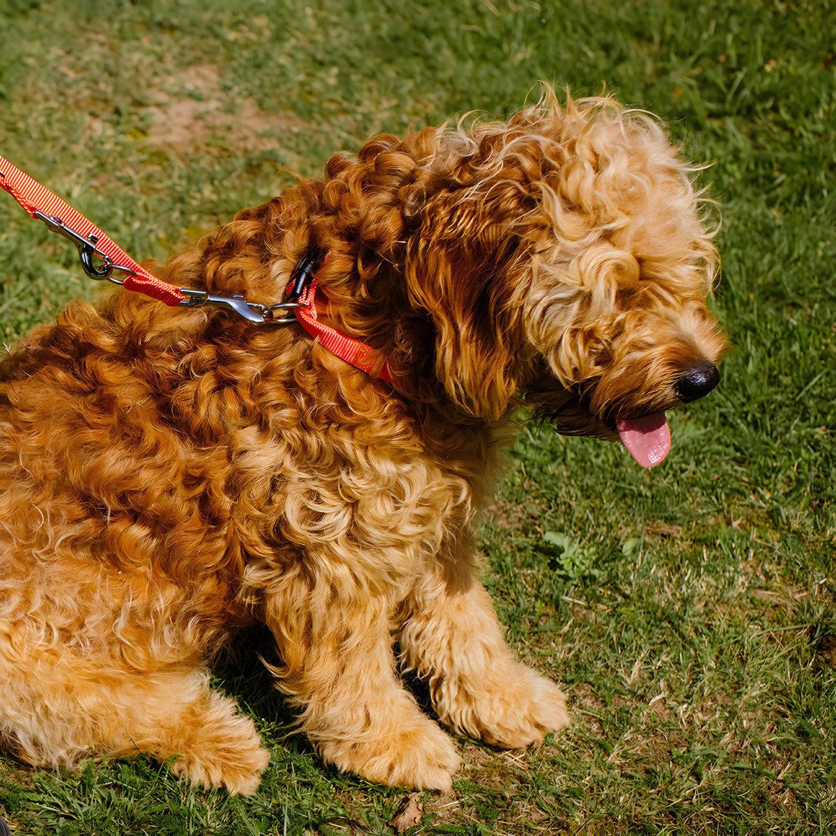 Nobby Hunde-Halsband Halsband Classic orange