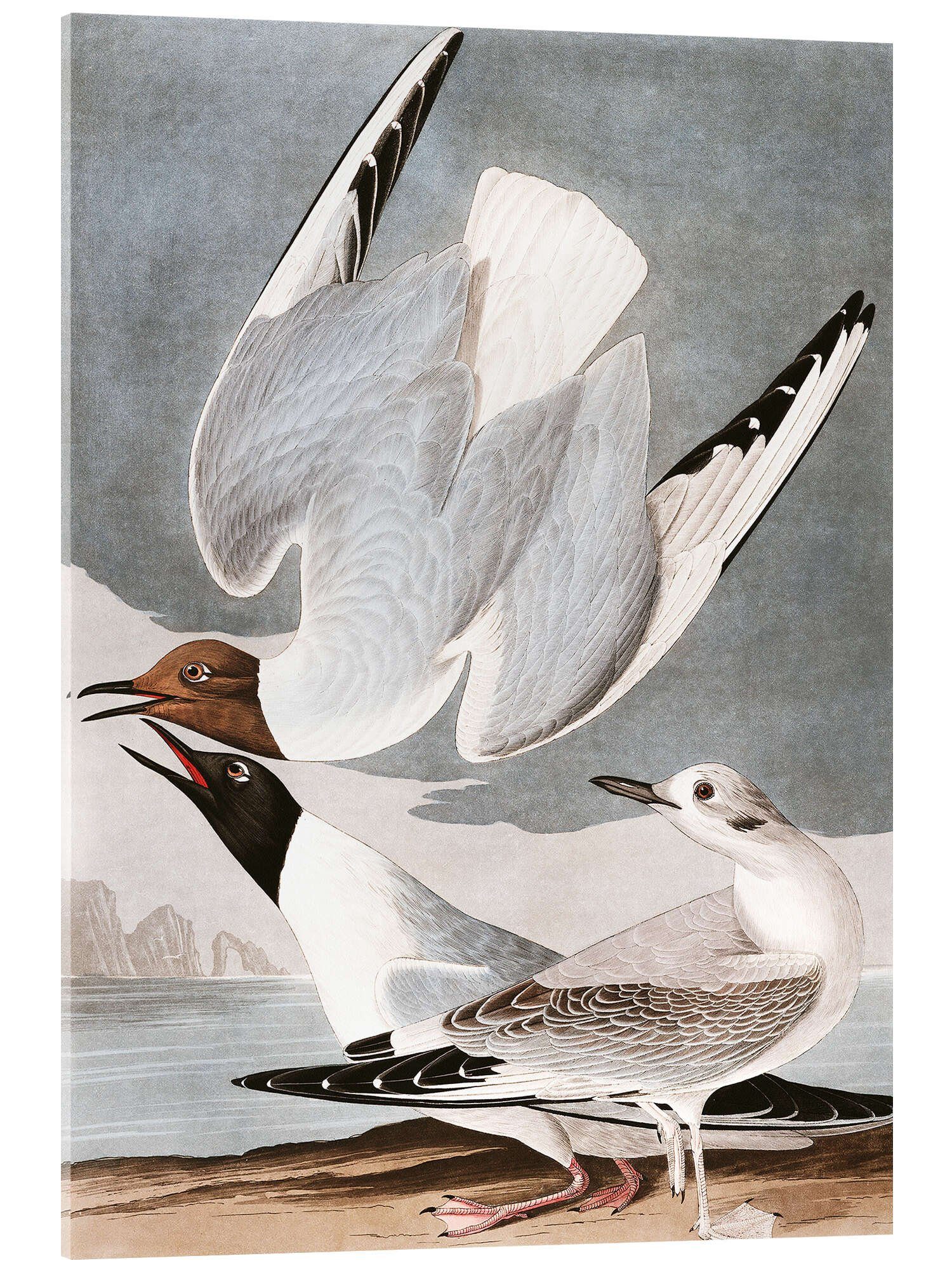 Posterlounge Acrylglasbild John James Audubon, Möwen, Badezimmer Vintage Malerei