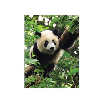 liwwing Fototapete Fototapete Tier Panda Bär Baum Fell Kinderzimmer Zoo Dschungel liwwing no. 986, Tiere