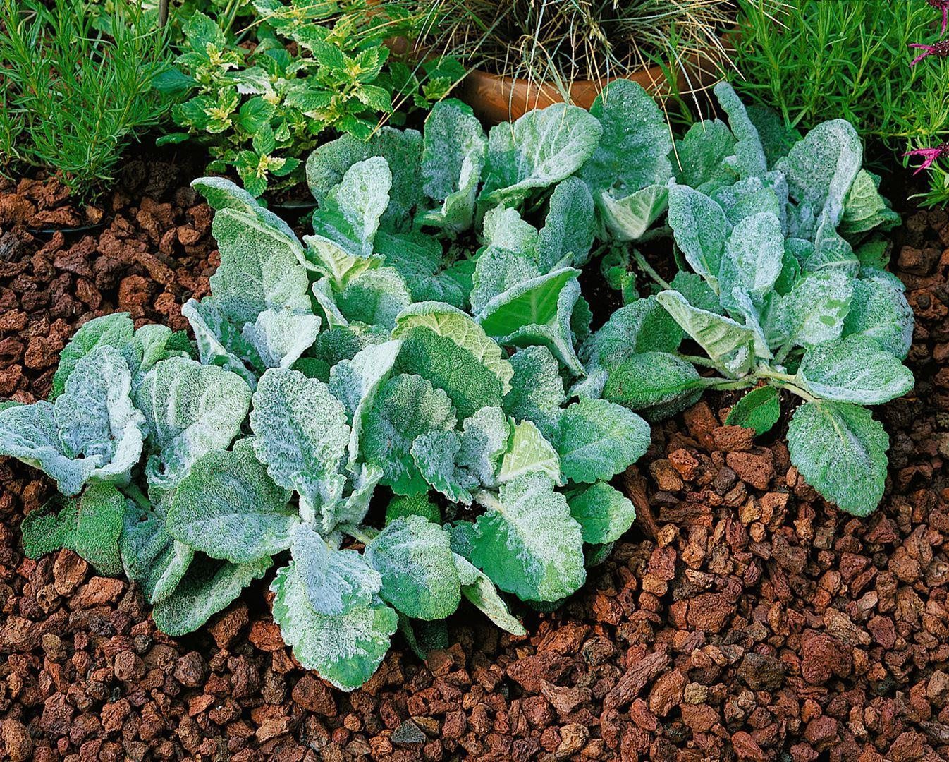 Pflanzen für Dich Staude Salvia argentea, 1 St., Silbersalbei
