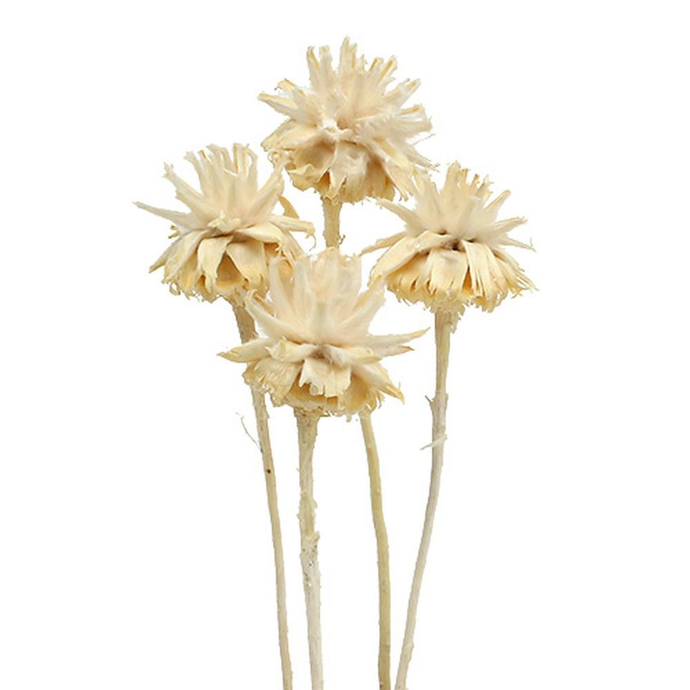 Trockenblume Gebleichte Plumosum Holzblumen, Dekorative Trockenblüten für
