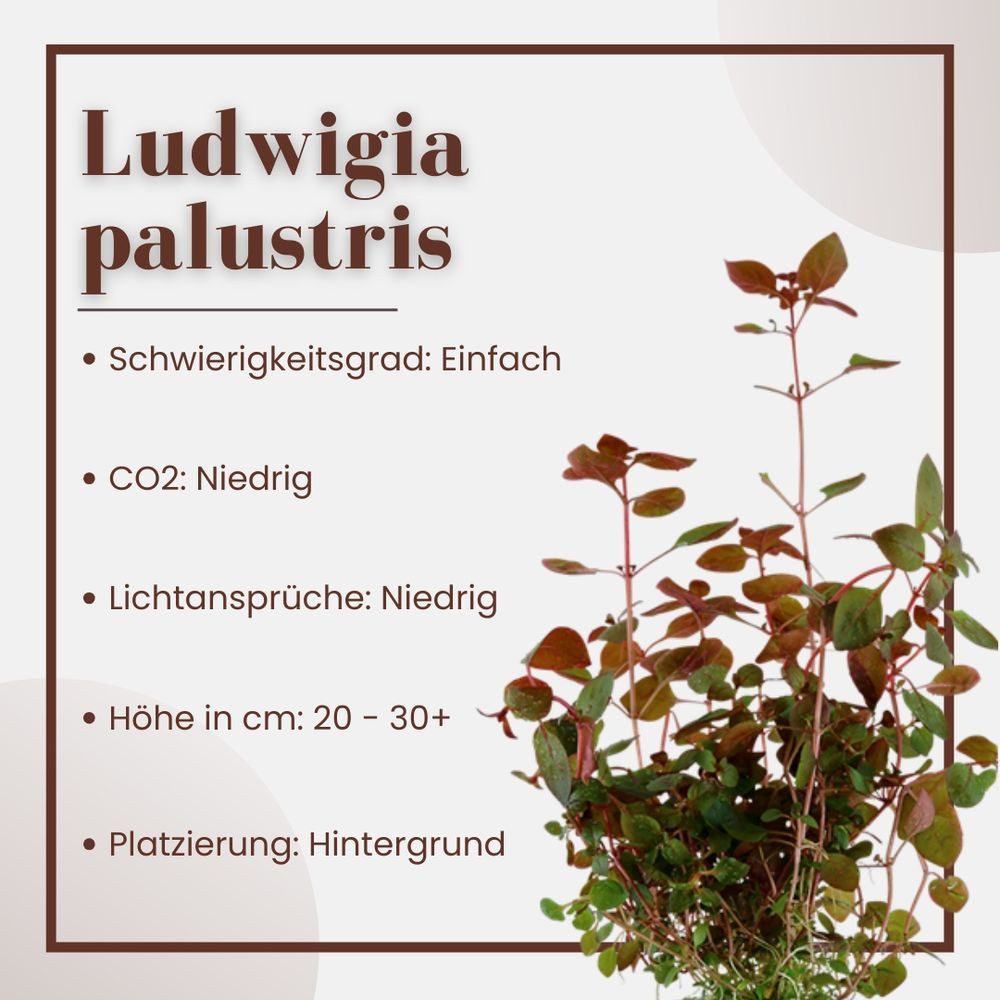 Aquaone Wasserpflanze Aquarium Pflanze Ludwigia palustris Nr.335B günstig online kaufen