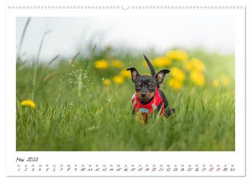 CALVENDO Wandkalender Prager Rattler - Black and Tan - Kleine Hunde ganz groß (Premium, hochwertiger DIN A2 Wandkalender 2023, Kunstdruck in Hochglanz)