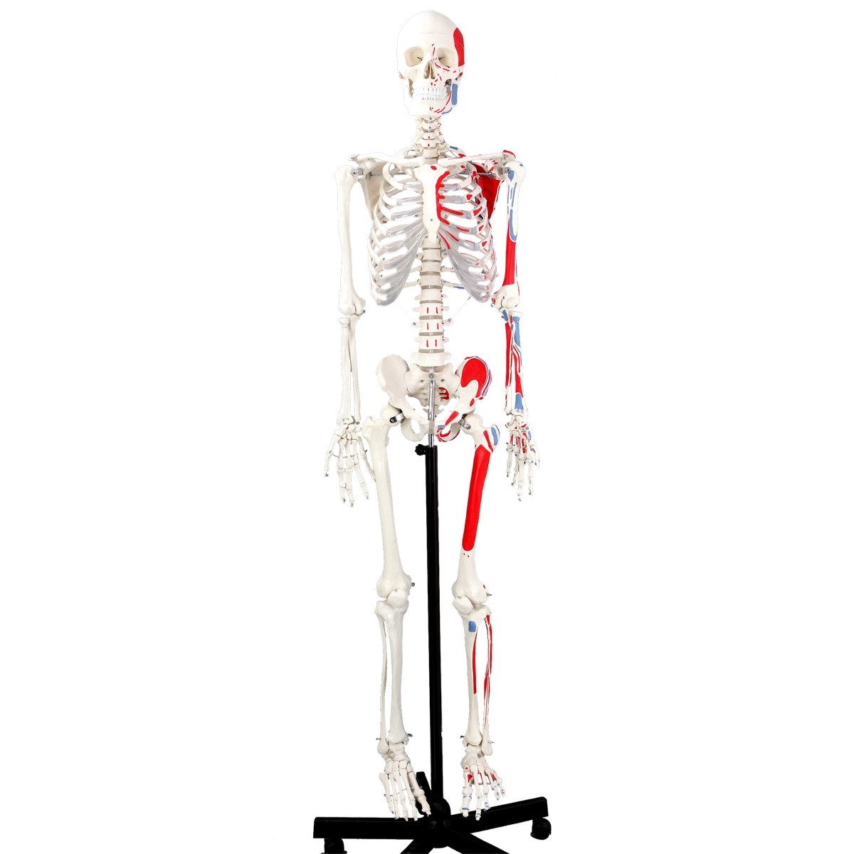 Cranstein Scientific Dekoobjekt Skelett Anatomie Modell lebensgroß Muskelbemalung Schädel abnehmbar Ro