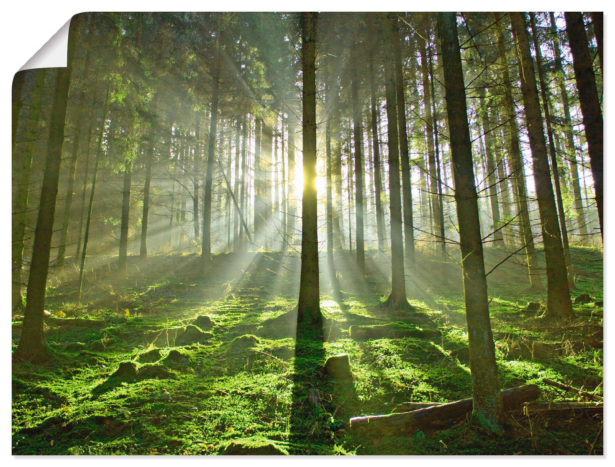 Artland Wandbild Wald im Alubild, oder versch. Wald Poster Leinwandbild, Größen St), in (1 Wandaufkleber Gegenlicht, als