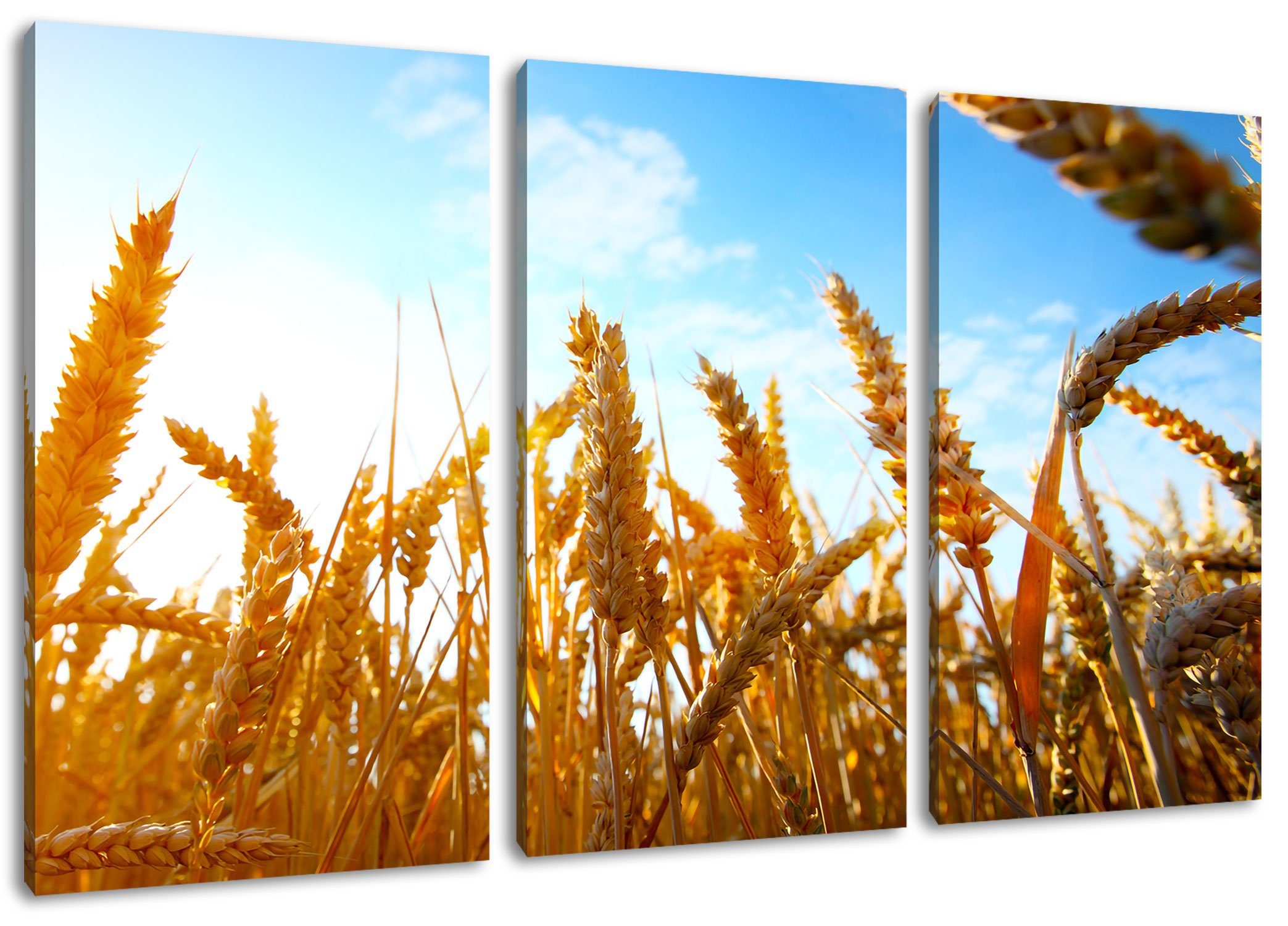 Pixxprint Leinwandbild im 3Teiler Getreide fertig inkl. Leinwandbild bespannt, Zackenaufhänger Sonnenschein Getreide (120x80cm) im (1 St), Sonnenschein