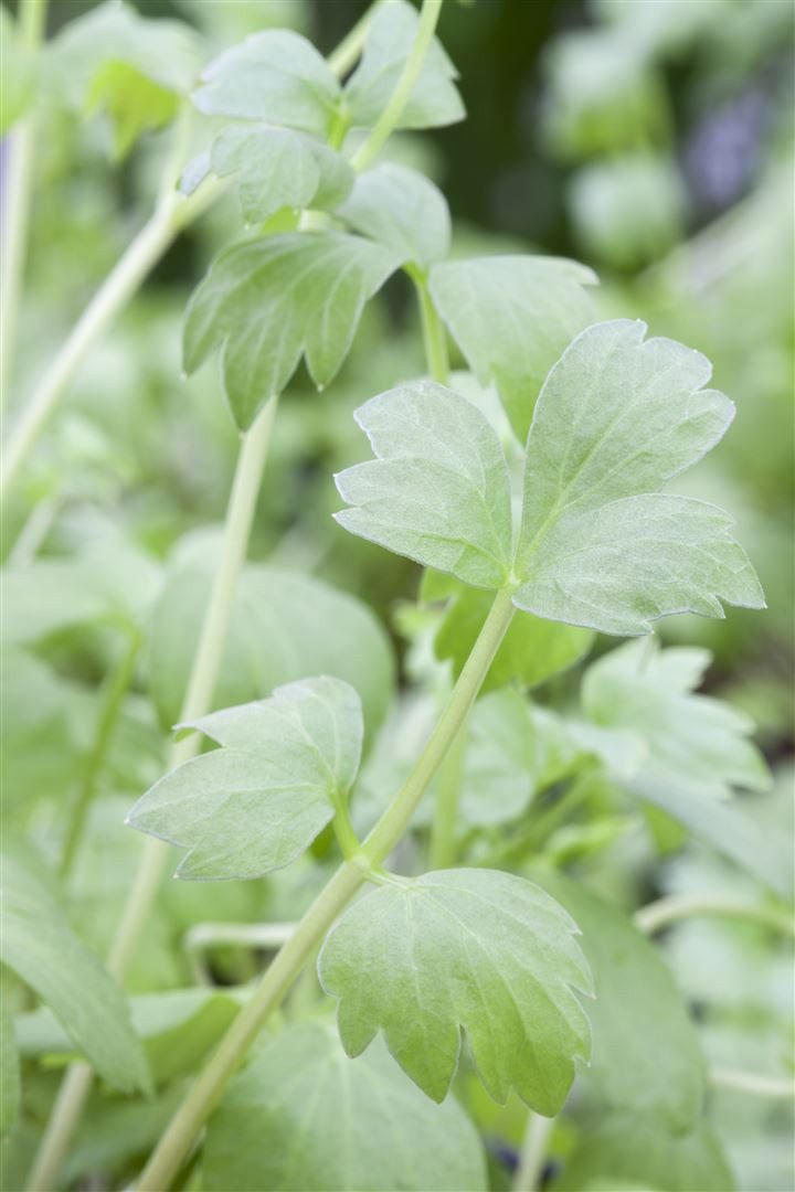 Pflanzen für Dich Staude Levisticum officinale, 1 St., Liebstöckel, Maggikraut