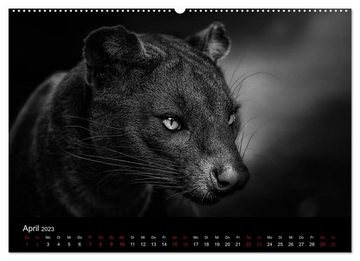 CALVENDO Wandkalender Faszination schwarz-weiß - Die Tierwelt muss nicht immer farbig sein (Premium, hochwertiger DIN A2 Wandkalender 2023, Kunstdruck in Hochglanz)