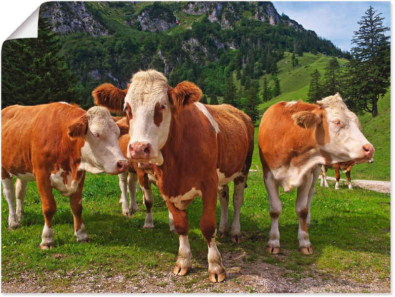 Artland Wandbild »Bayerische Kühe«, Haustiere (1 St), in vielen Größen & Produktarten -Leinwandbild, Poster, Wandaufkleber / Wandtattoo auch für Badezimmer geeignet