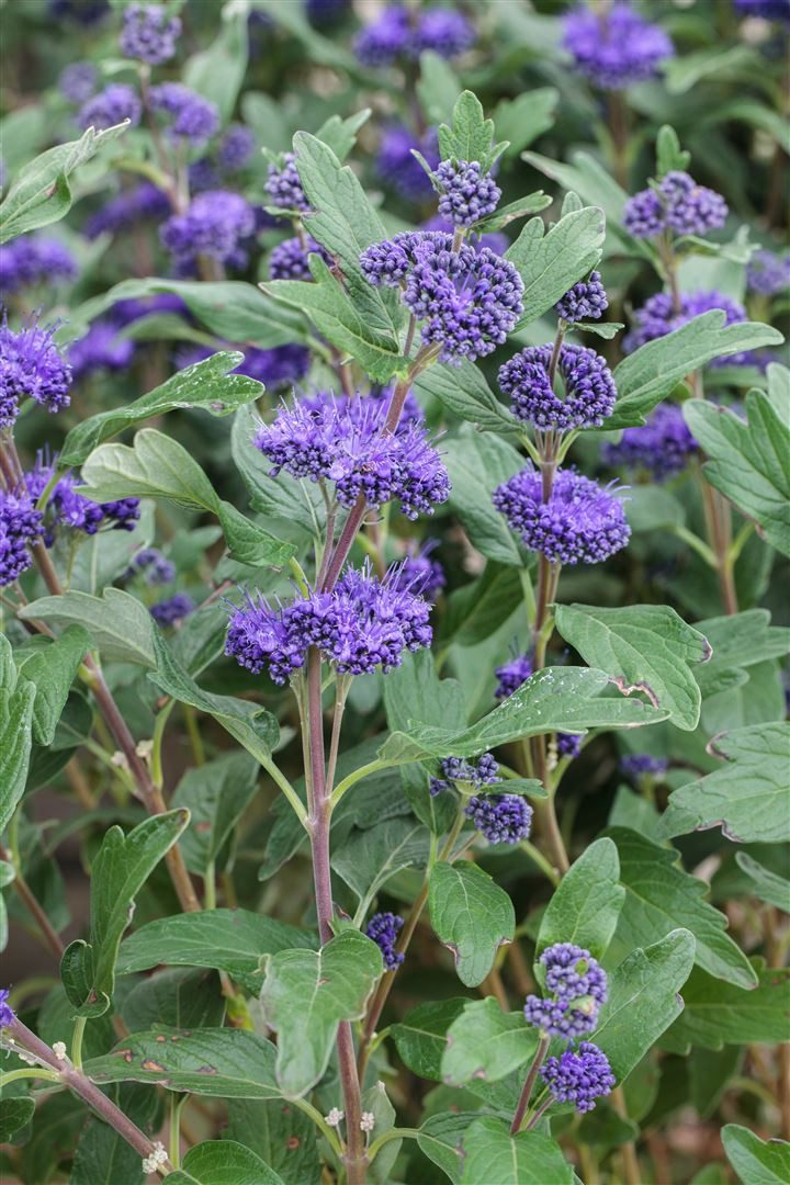 Pflanzen für Dich Gehölze Caryopteris clandon. Grand Bleu, 1 St., Bartblume, Blauer Spierstrauch