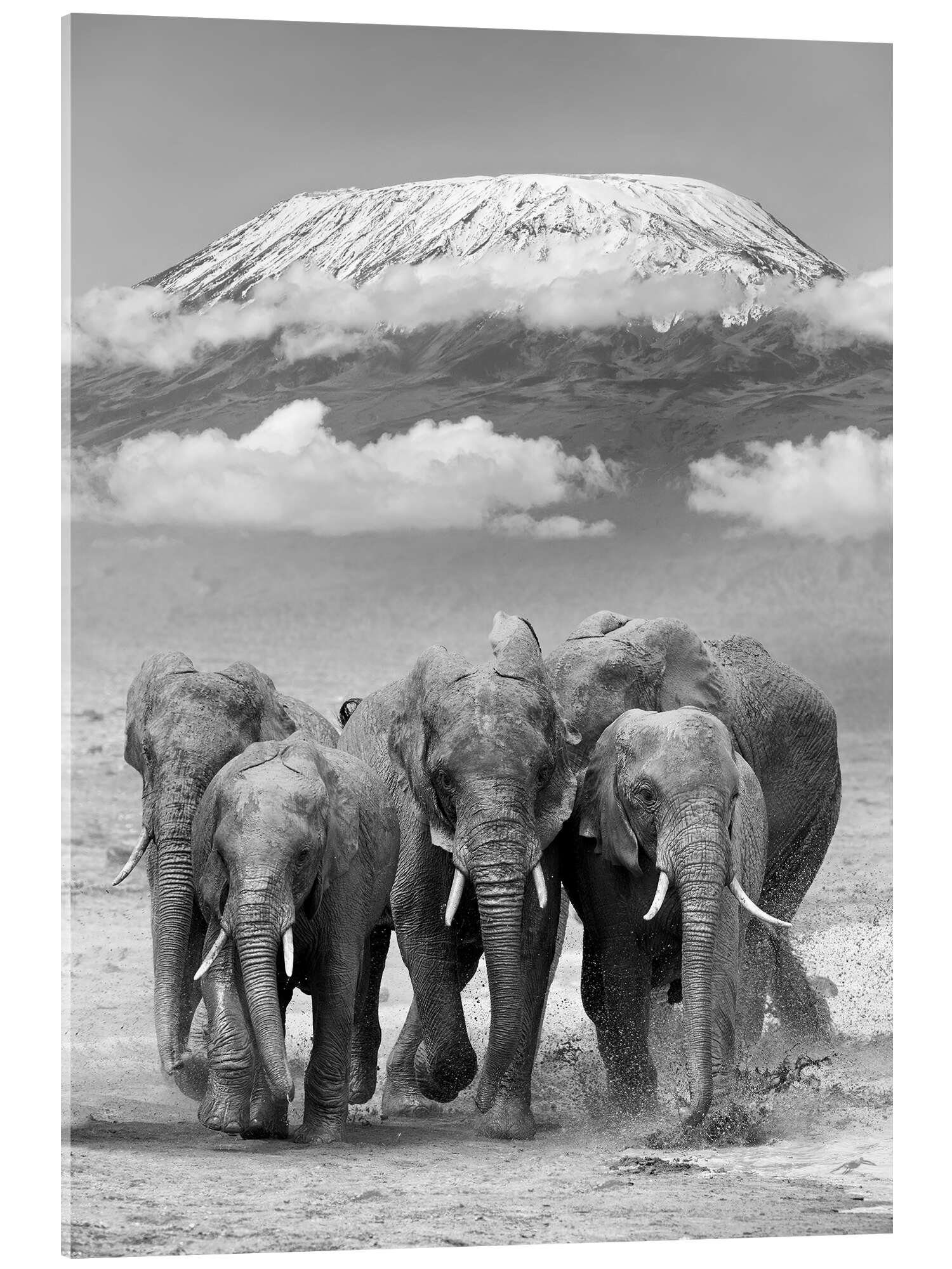 Posterlounge Acrylglasbild Editors Choice, Elefantenherde vorm Kilimandscharo, Fotografie