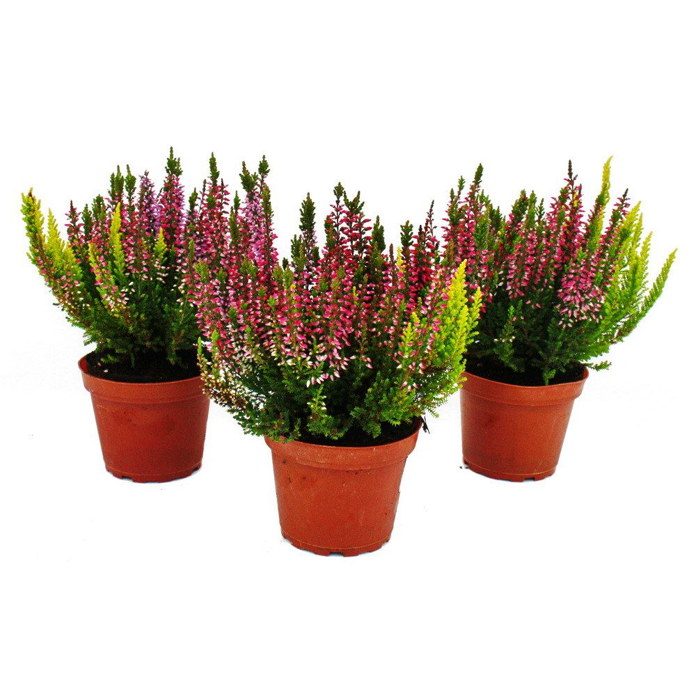 Exotenherz Beetpflanze Calluna vulgaris 3er Set Besenheide Heidepflanze winterhart 11cm Topf