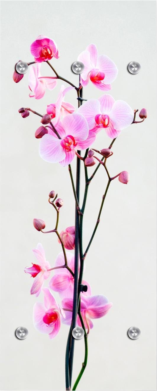 queence Garderobenleiste Orchidee, mit 6 Haken, 50 x 120 cm