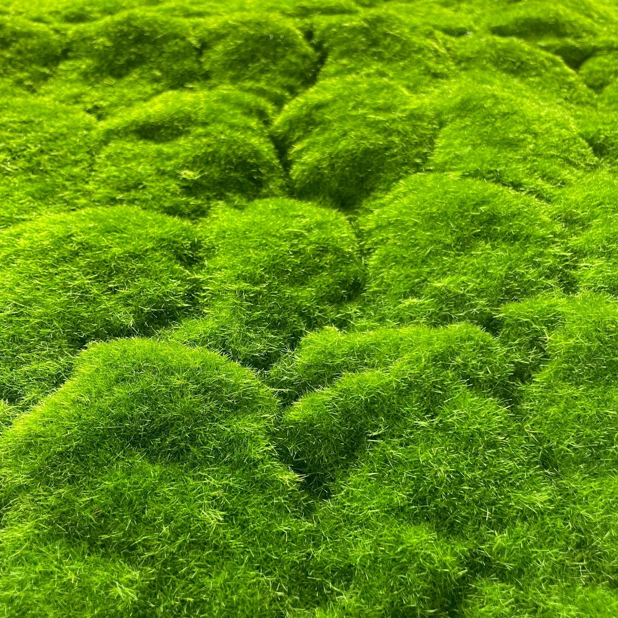 Kunstgras Künstliches Moos 100 x 100 cm. Moosmatte GRÜN, Floratexx GmbH, Höhe 1.50 cm