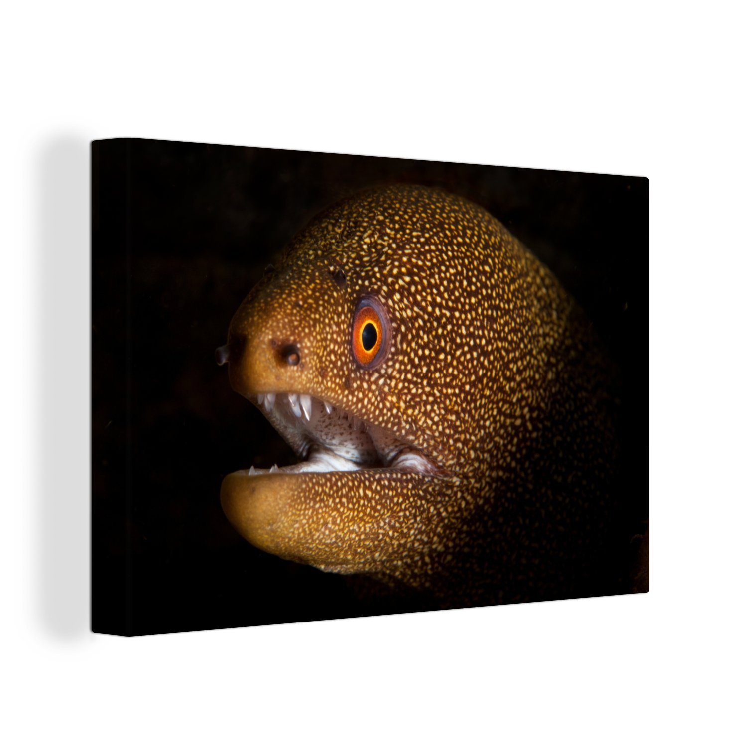 OneMillionCanvasses® Leinwandbild Nahaufnahme eines Aals in der Dunkelheit, (1 St), Wandbild Leinwandbilder, Aufhängefertig, Wanddeko, 30x20 cm