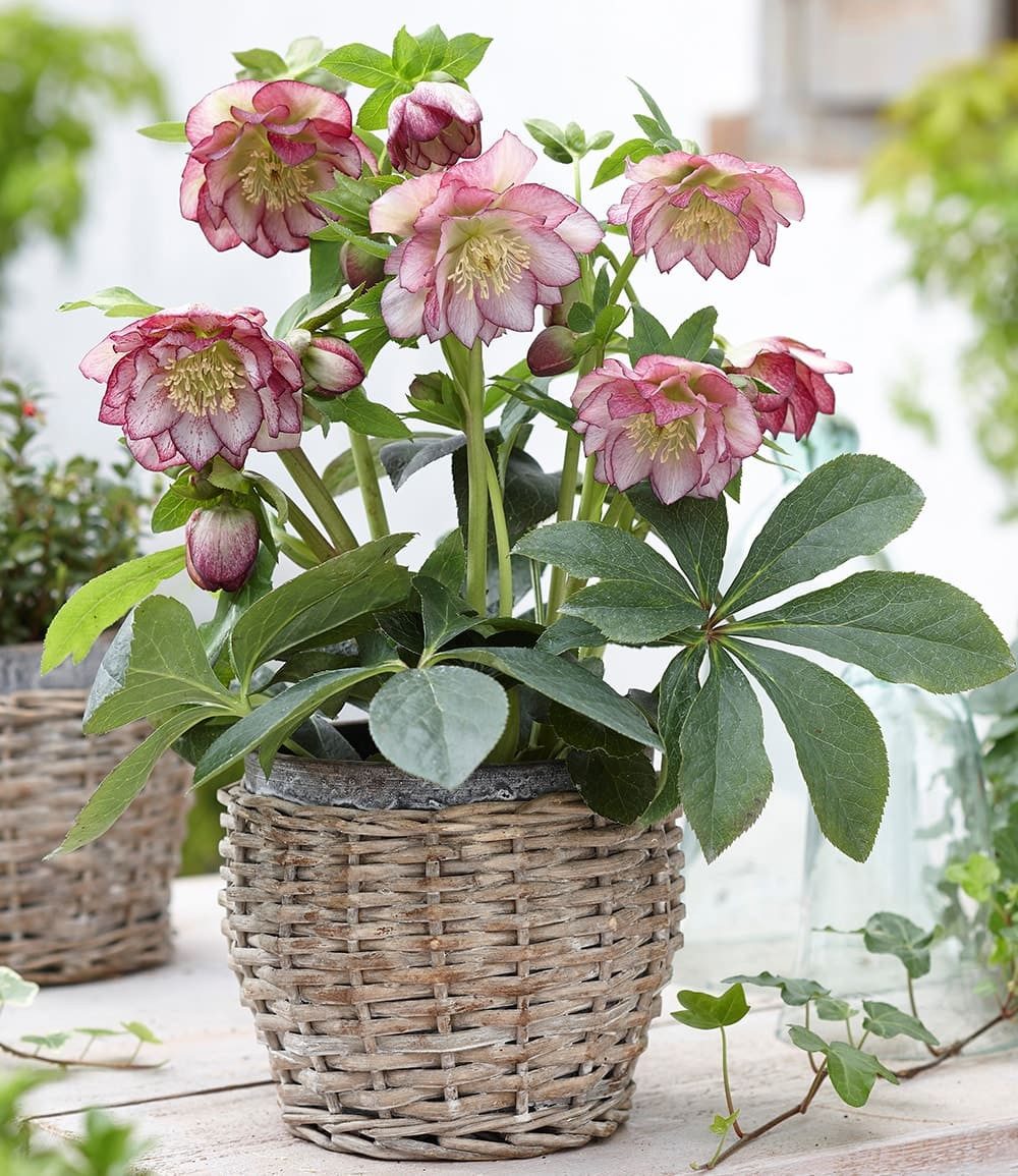 BALDUR Garten Rose Christrose 'Double Ellen® Picotée', 1 St., Weihnachtsschneerose, immergrün, winterhart, reichblühend