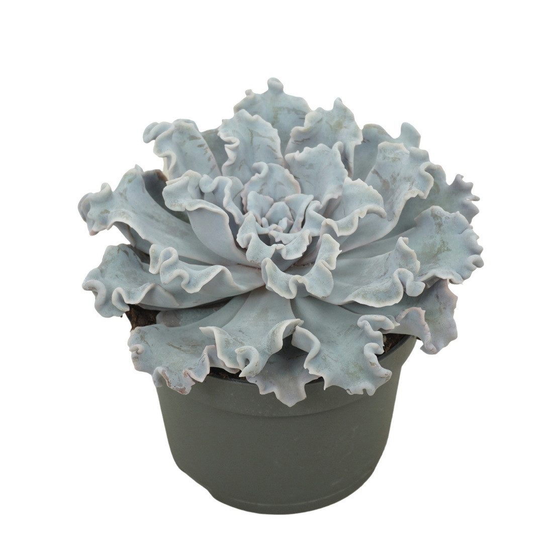 Exotenherz Kaktus Gekräuseltes Rosetten-Dickblatt Echeveria "Crispy Beauty" 12cm Topf