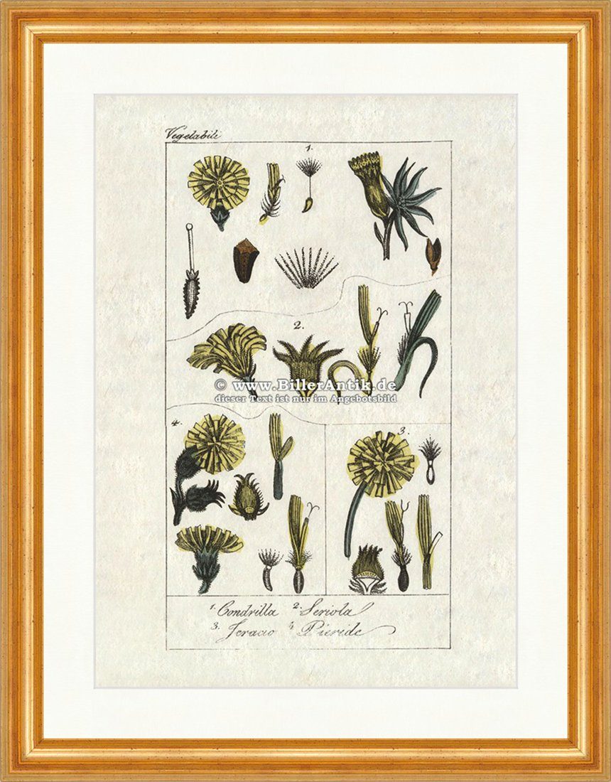 BillerAntik Kunstdruck Löwenzahn Taraxacum Asternartige Korbblütler