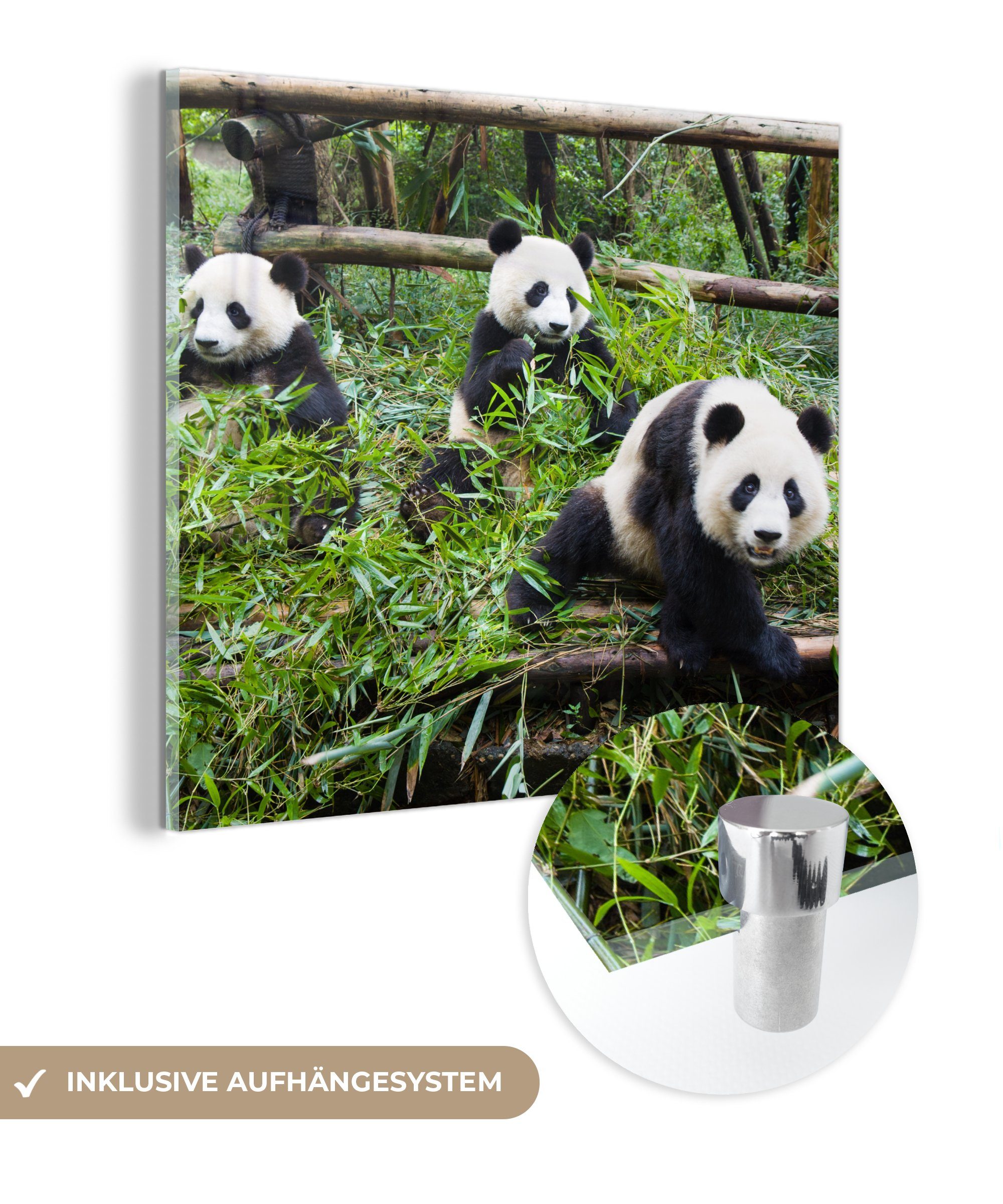 - Glasbilder (1 MuchoWow Foto Glas Bambus St), Bilder Wanddekoration - auf Glas auf Acrylglasbild - - - Wandbild Blätter, Pandas