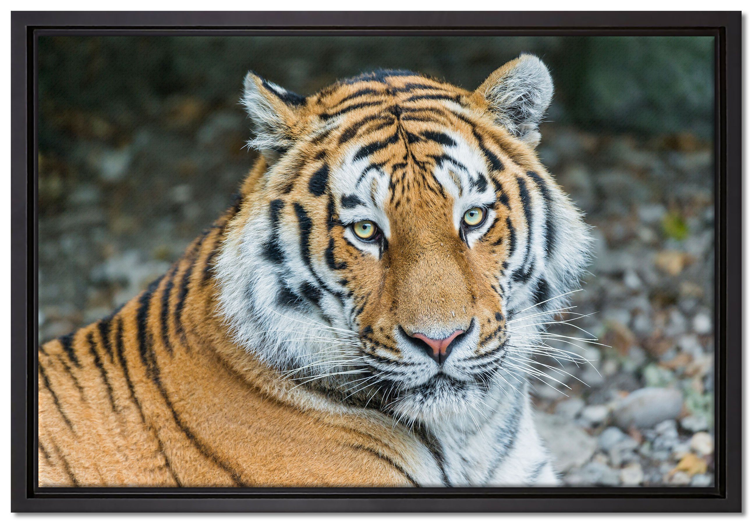 Pixxprint Leinwandbild prächtiger Tiger, Wanddekoration (1 St), Leinwandbild fertig bespannt, in einem Schattenfugen-Bilderrahmen gefasst, inkl. Zackenaufhänger