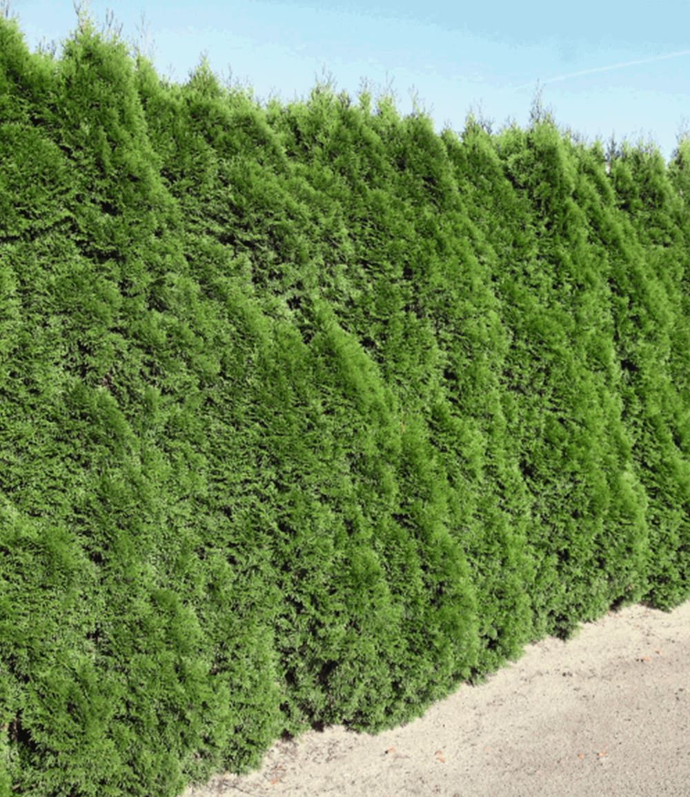 BALDUR Garten Hecken Lebensbaum-Hecke 'Smaragd' 40-60 cm hoch, 1 St., Schnellwachsend, winterhart, mehrjährig, blickdicht