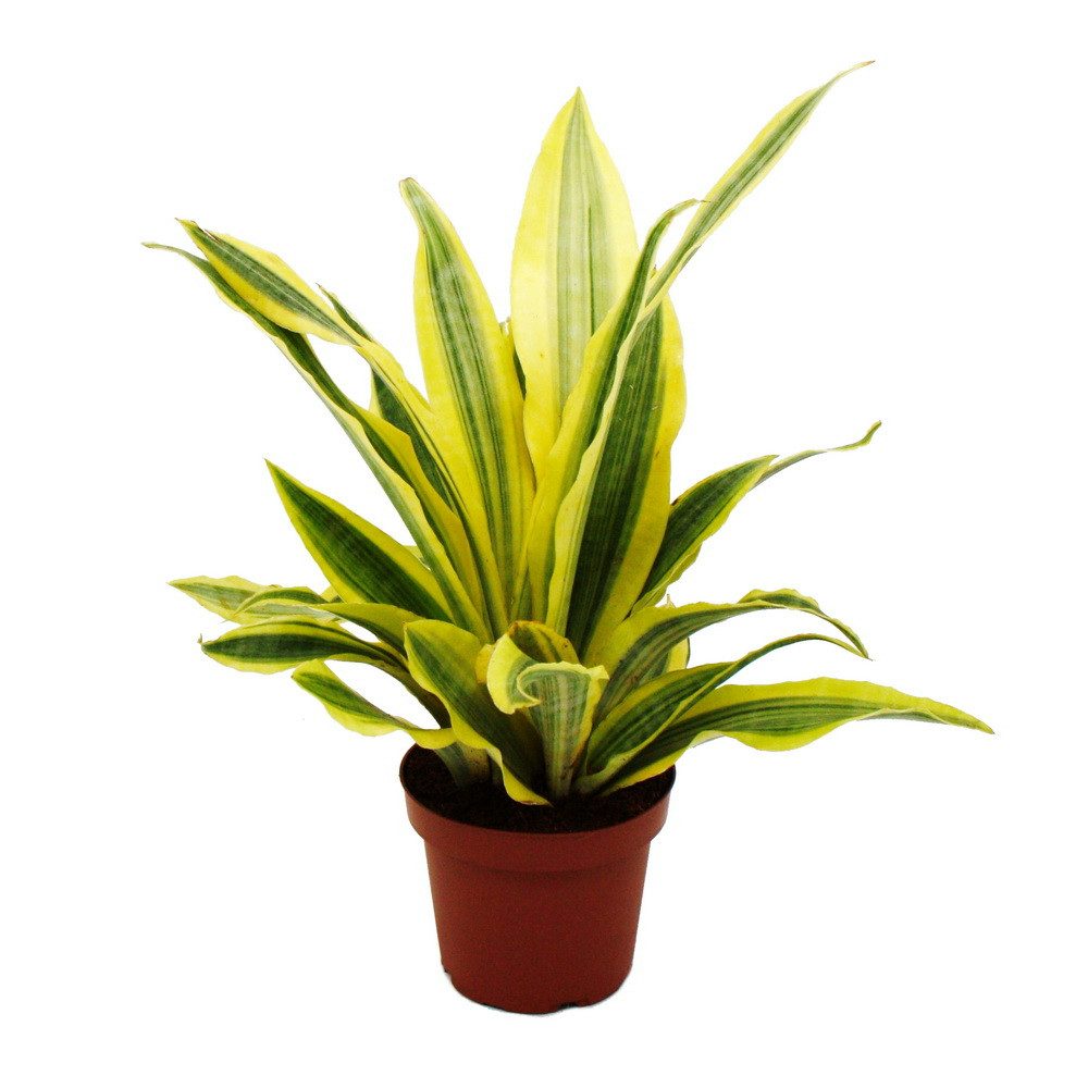 Exotenherz Zimmerpflanze Sansevieria aubrytiana Yellowstone Goldener Bogenhanf 14cm Topf