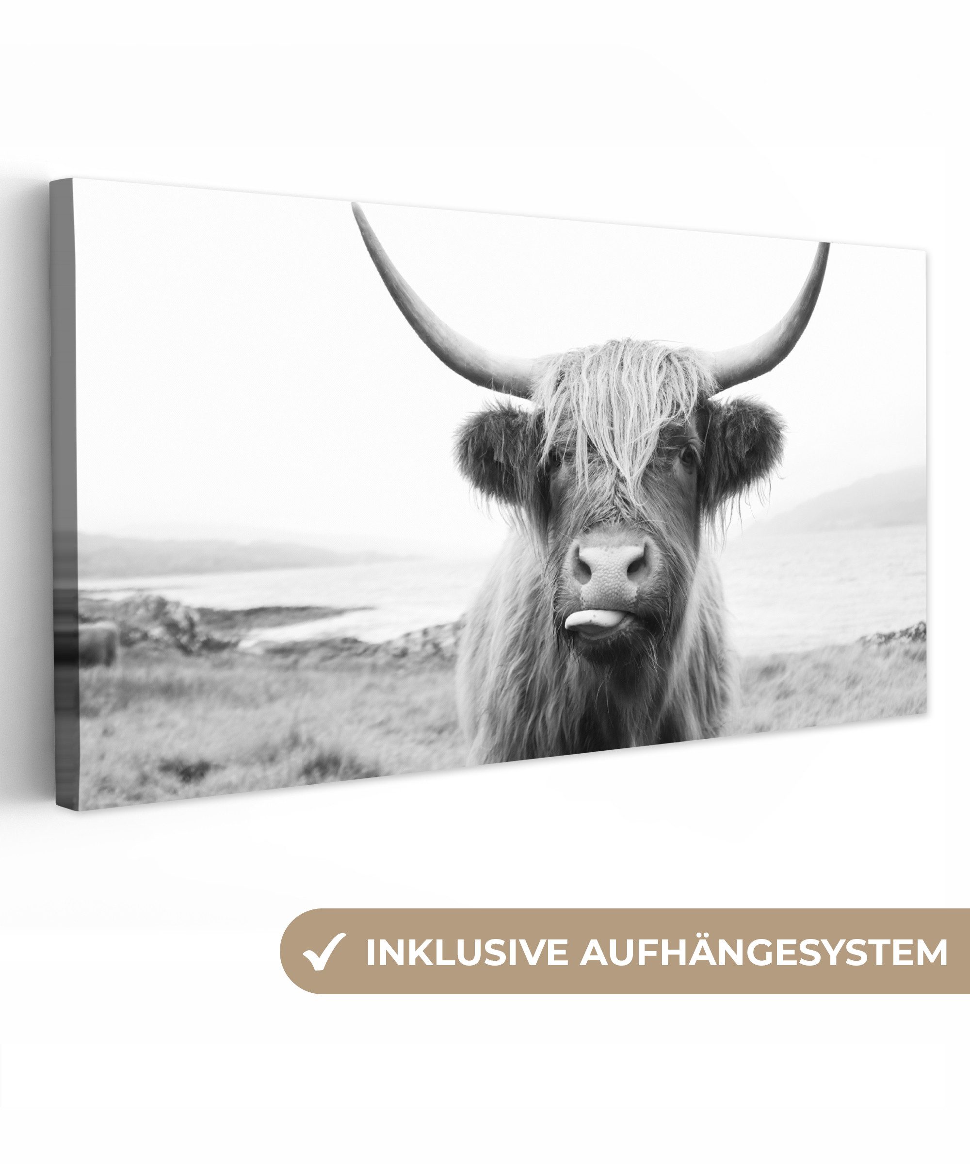 OneMillionCanvasses® Leinwandbild Panorama Tiere - Schottischer günstig online kaufen